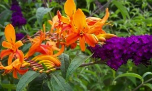 Caistor & The Wolds - The Crocosmia Gardens